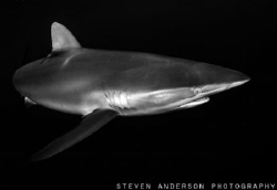 Silky Sharks get their name from their smooth silky skin.... by Steven Anderson 
